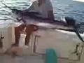 Marlin Bianco nel Mar Ligure