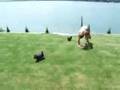 videos de basiatka.wmv
