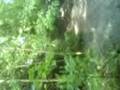 videos de ash bmx jump
