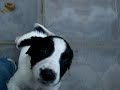 Springer Spaniel Puppies Springer Spaniel Puppies