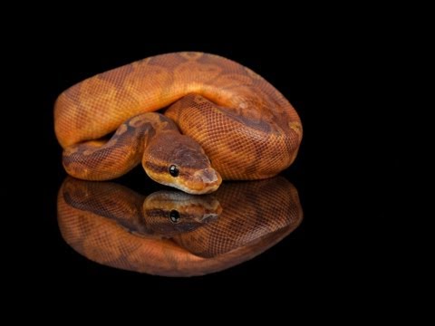 YouTube reptile video