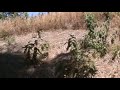 El Pital - El Salvador (120).mpg