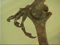Texas pterosaur