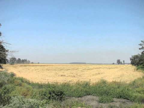 how to harvest rice in arkansas
