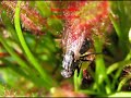 Drosera capensis tipycal, un\ Drosera capensis tipycal, un\