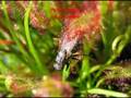 Drosera capensis tipycal, un'abile cacciatrice