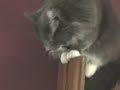 Yelling At Cats