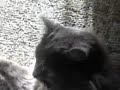 Yelling At Cats
