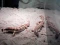 sandfish skinks