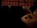 Mis cobis 2
