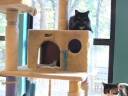 Leon County Humane Society: Helping the Helpless Leon County Humane Society: Helping the Helpless