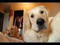 Monty is a Cheat!: Response to \"Monty Needs a Bitch.\" Monty is a Cheat!: Response to \"Monty Needs a Bitch.\"