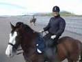 Clydesdale heavy horses during beach gallop