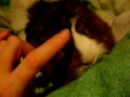 Rudy the guinea pig is happy