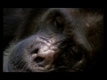 Chimpanzees of Mahale Mountains Trailer