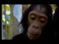 Chimpanzees of Mahale Mountains Trailer