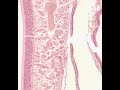 Shotgun Histology Nasal Cavity
