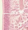 Shotgun Histology Nasal Cavity