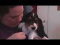 Maggie the Dog Meets Lava the Cat