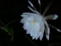 Feast of Cereus Cactus 花 宴