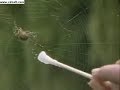 Understanding the Wood Spider