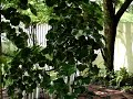 garden house