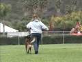videos de Lestat - Belgian Malinois - Schutzhund BH
