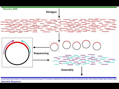 how to isolate full length cdna