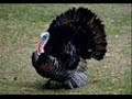 HAPPY THANKSGIVING...GLEN