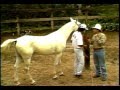 01- A preparação para Hipismo Rural