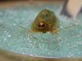 カブトエビの舞い