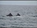クジラ