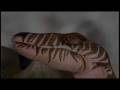 Beast Wars-112-Victory-1/2