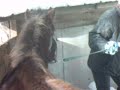 cheval