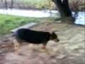 Cachorro (Pancho)