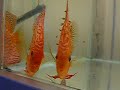 Discus PBB+MR whit youngsters Discus PBB+MR whit youngsters
