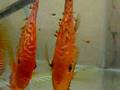 Discus PBB+MR whit youngsters