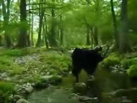 Imagen de previsualización de YouTube