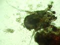 SARNA OTODECICA DEL PERRO.AVI