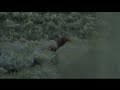 Colorado Elk Hunt Colorado Elk Hunt