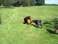 Black Russian Terrier Vs Central Asian shepherd