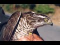 G.Birben - Oy Oy G�zelum