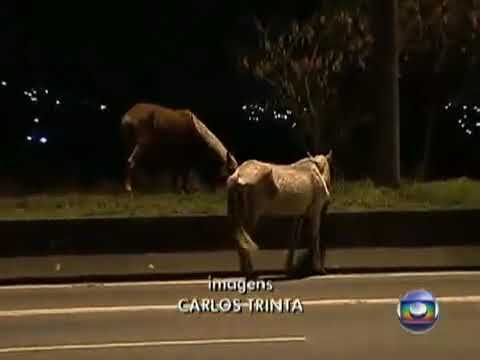 ACIDENTE COM CAVALO NA PISTA TV GLOBO