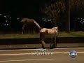 ACIDENTE COM  CAVALO NA PISTA TV GLOBO