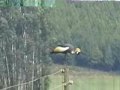 Grey Crowned-Crane Grey Crowned-Crane