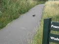 Ducklings At Barnes 2009