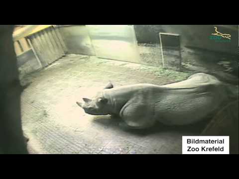 nashorn