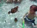 Disney Ducks