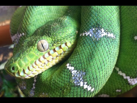 how to care for an emerald tree boa