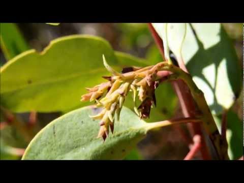 how to transplant manzanita